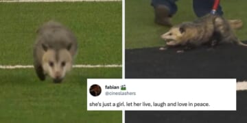 An Opossum Refusing To Leave A College Football Game Is The Latest (And Most Ridiculous) Meme