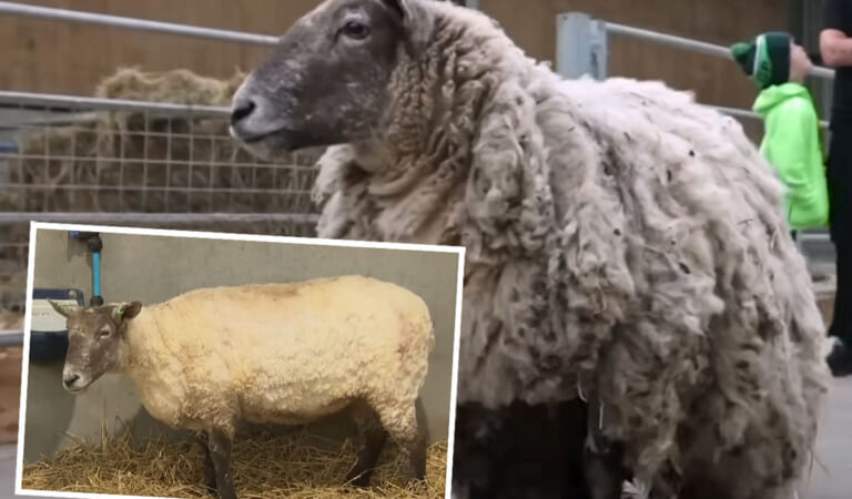 Fiona The ‘Loneliest Sheep’ Rescued From Bottom Of Scottish Cliff After She Was Stranded For 2 Years!