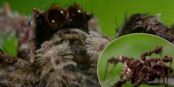 UK Man Says Doctors Found A Spider ‘Eating Its Way Out’ Of His Toe After European Cruise!