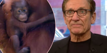 Maury Povich Settles A Paternity Suit… For A Baby Orangutan?!