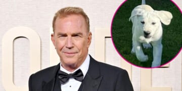 Kevin Costner Is 'Already in Love' With His 'Special' New Puppy
