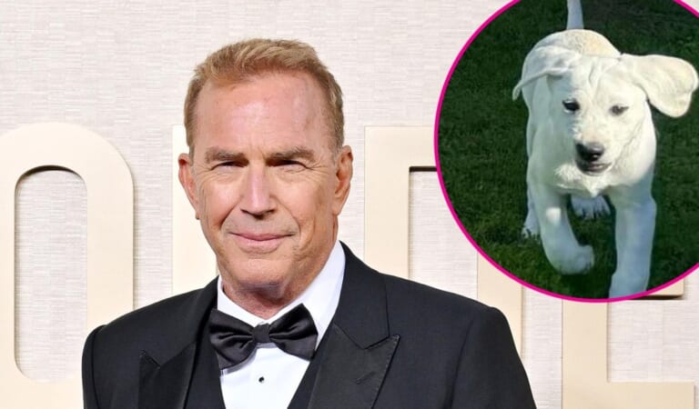 Kevin Costner Is ‘Already in Love’ With His ‘Special’ New Puppy