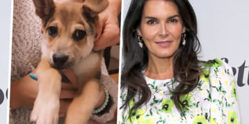 Angie Harmon Says Instacart Driver Shot & Killed Her Dog During Delivery