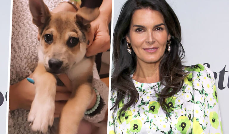 Angie Harmon Says Instacart Driver Fatally Shot Her Dog During Delivery!
